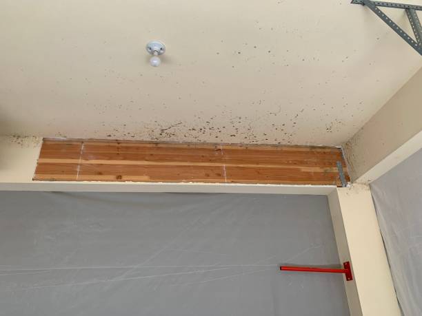 Best Air Quality Testing for Mold Spores  in Walnut Creek, NC